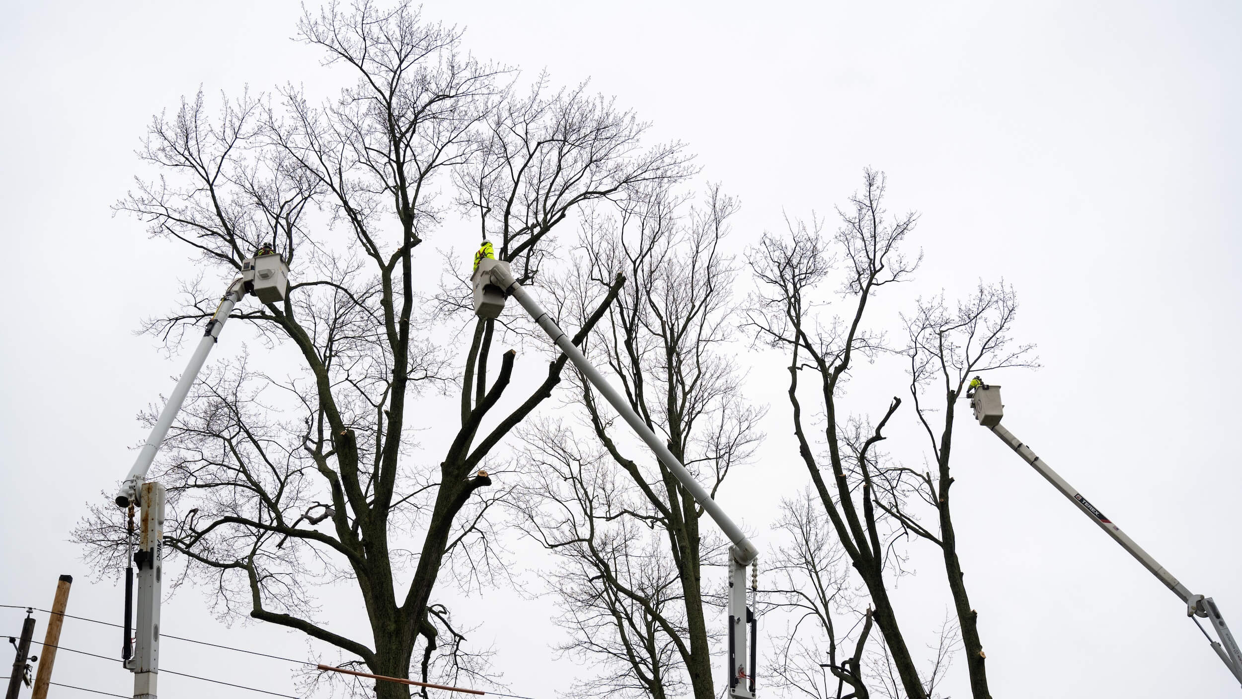 Vegetation management 1